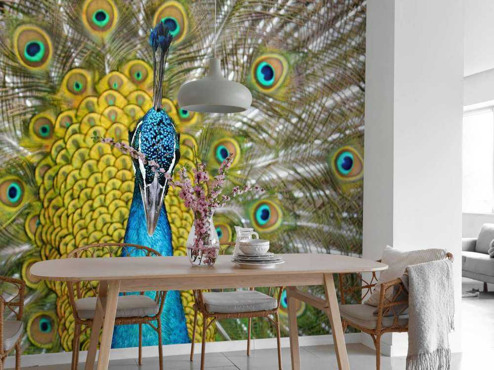 Front view of a peacock